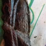 Found another 1895 Indian head penny