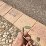 Anfibio toujours au top