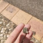 Anfibio toujours au top