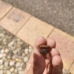 Anfibio toujours au top