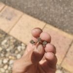 Anfibio toujours au top