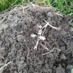 I myself have been detecting for 21 years now