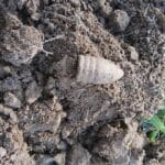 Simplex cidden harika bir dedektör