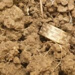 Invenio Dedektörümle Güzel Küçük Bir Av