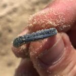 Anfibio Multi Dedektör Plaj Avı 31.03.2021