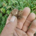 Bu Makine Resmen Altın ve Gümüş Avcısı - 1