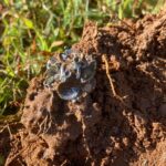 Bit Pazarı Alanında Bazı Harika Kalıntılar - 1