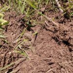 Kısa Bir Avda Bulduğum Bazı Buluntular - 4