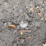 1903 Barber Dime İle Geri Döndüm - 1