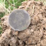 Simplex+ Dedektörle Merada Üç Saat Geçirdim - 5