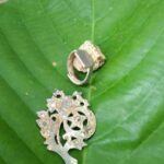 Simplex Dedektörle Gümüş Malezya'dan Selamlar - 1