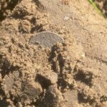 Nokta Kruzer Dedektörüme Çok Alıştım - 1