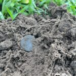 Nokta The Legend Dedektörle İlk Avımı Yaptım - 7