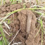 Simplex Dedektörle Bulunan Askeri Buluntular - 3