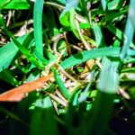 1962'den Kalma Güzel Bir Okul Yüzüğü Buldum - 3