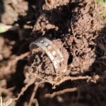 Öğle Arası Avımda İlk Gümüş Yüzüğümü Buldum - 1