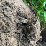 2024 Yılının İlk Yüzüğünü The Legend Dedektörle Buldum - 1