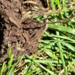 The Legend Dedektörle Üç Günde 4 Yüzük - 2