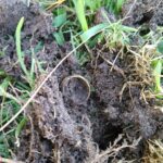 Yerel Parkta Bir Başka Harika Gün - 1