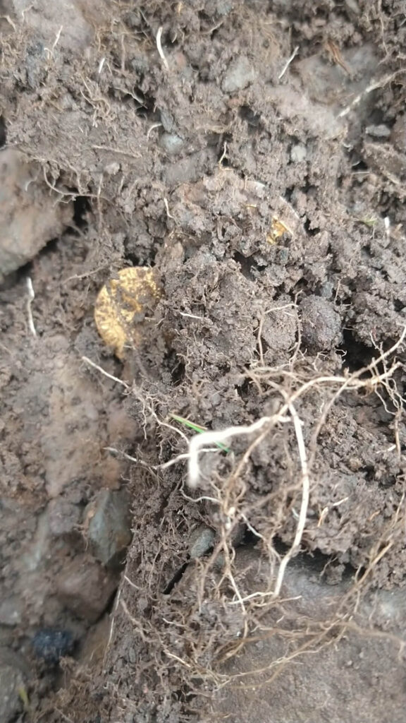 The Legend Saldırmaya Devam Ediyor: Altın Sikkeler - 3