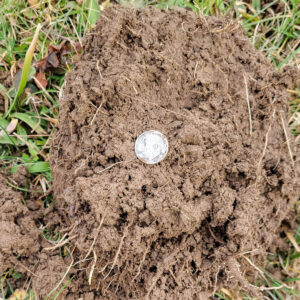 Hayaller Tarlamda Son Bir Av - 4