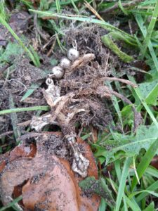 Kaliforniya'da Nokta Legend Dedektörle Metal Tespiti - 13