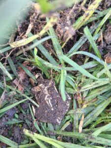 Kaliforniya'da Nokta Legend Dedektörle Metal Tespiti - 15