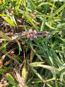 Kaliforniya'da Nokta Legend Dedektörle Metal Tespiti - 16