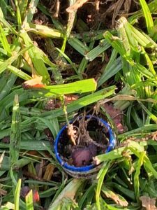 Kaliforniya'da Nokta Legend Dedektörle Metal Tespiti - 2