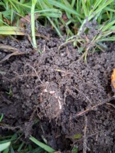 Kaliforniya'da Nokta Legend Dedektörle Metal Tespiti - 3